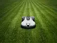 Husqvarna Automower 450V NERA, VISION NAVIGOINTI, SIS. EPOS PLUG-IN MODUULIN, Langaton, 7500m2 - Husqvarna Automower robottileikkurit - 970820221 - 5